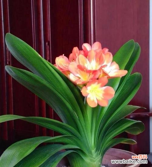 追寻真善美的高尚品质 君子兰花的花语与意义