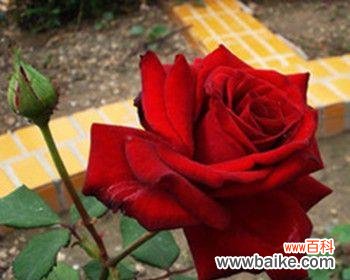 唤起激情与承诺,用卡罗拉红玫瑰传递真挚的情感 卡罗拉红玫瑰花语