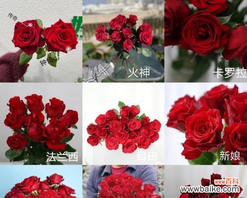 唤起激情与承诺,用卡罗拉红玫瑰传递真挚的情感 卡罗拉红玫瑰花语