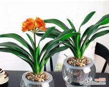 探究君子兰和种间兰的特点与繁育方法 君子兰与种间兰的区别与联系