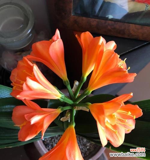 寓意深远的君子兰,双花开放的奇迹 君子兰的双花绽放