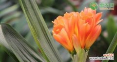 寓意深远的君子兰，双花开放的奇迹 君子兰的双花绽放