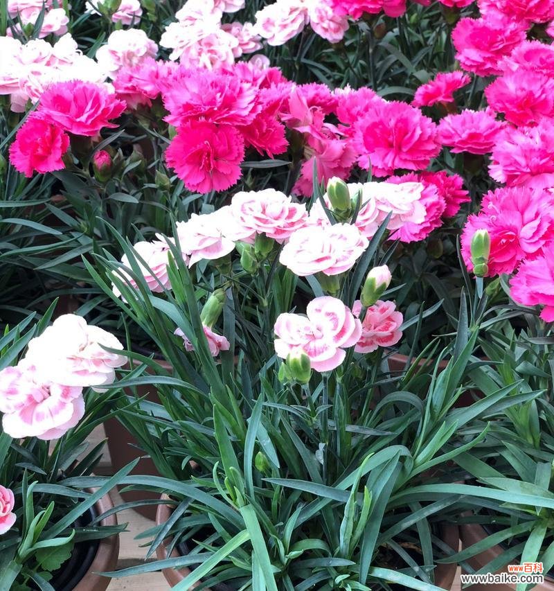 传递爱与敬意的康乃馨花 康乃馨花卉的象征意义