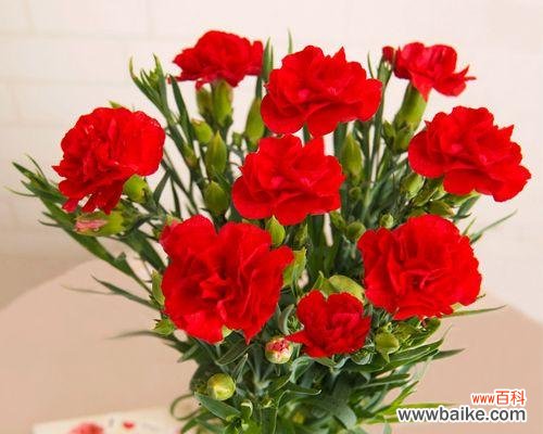 传递爱与敬意的康乃馨花 康乃馨花卉的象征意义