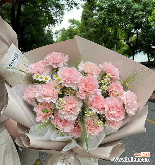 传递爱与感激的美丽象征——康乃馨花 康乃馨花的含义与象征