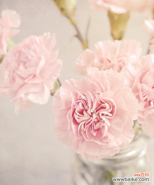 永恒的爱与美丽 康乃馨的意义与象征