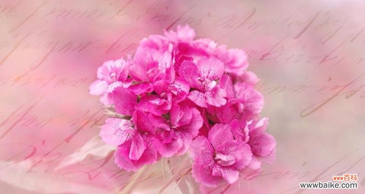 以花语诠释的康乃馨之美 康乃馨的象征意义