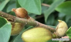 含笑花 含笑花的代表寓意及其美丽绽放