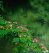 合欢花的花语与传说 合欢花