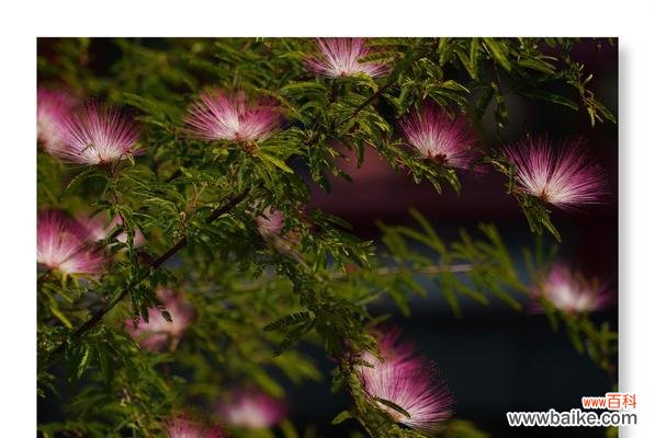 探索合欢花的美丽与意义 合欢花