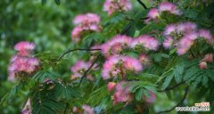 探秘合欢花的独特寓意与文化价值 合欢花的美丽与象征