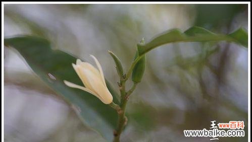 探索含笑花花语的深层意义和影响力 含笑花花语