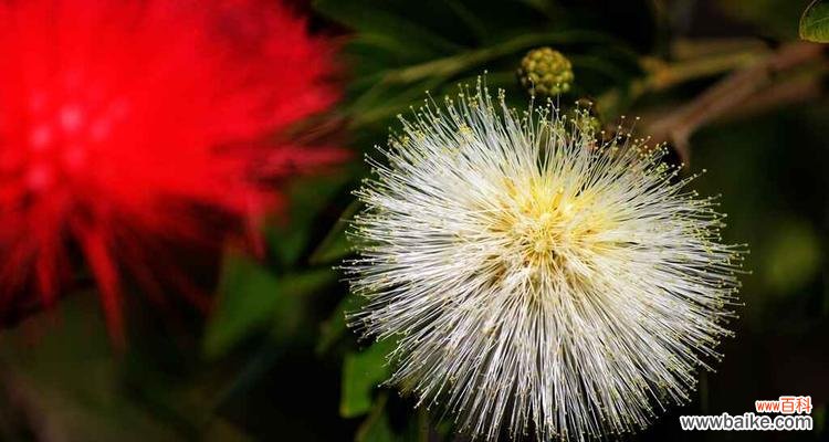 美丽共享 合欢花语