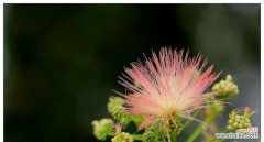 探索合欢花的象征与美学 合欢花的寓意与意义