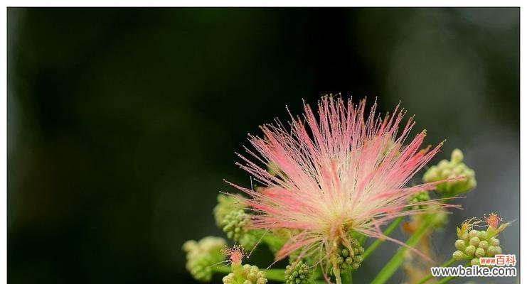 探索合欢花的象征与美学 合欢花的寓意与意义