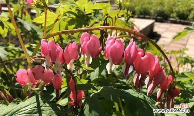 一朵花、一份情 荷包花花语