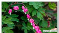 探究荷包牡丹的花语及代表意义 荷包牡丹花语与象征意义