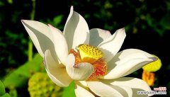 揭示荷花在文化与艺术中的独特地位 荷花的象征意义