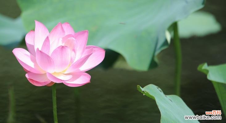 荷花代表的美丽与坚韧 荷花