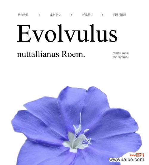 蓝星花的花语含义和象征是什么?它传递了哪些信息?