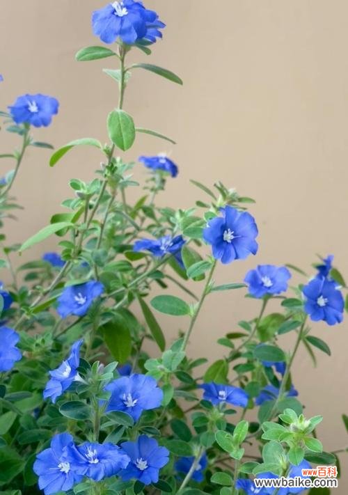 蓝星花的花语含义和象征是什么?它传递了哪些信息?