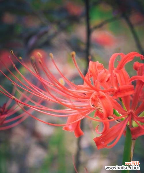 想听离别的花语是什么?离别时哪种花最能表达情感?