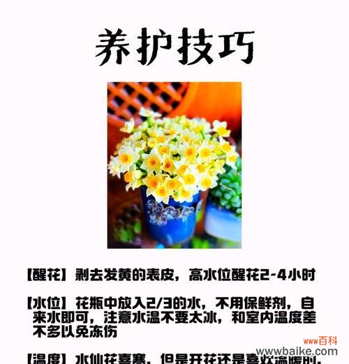 水仙花的花语寓意和象征是什么？
