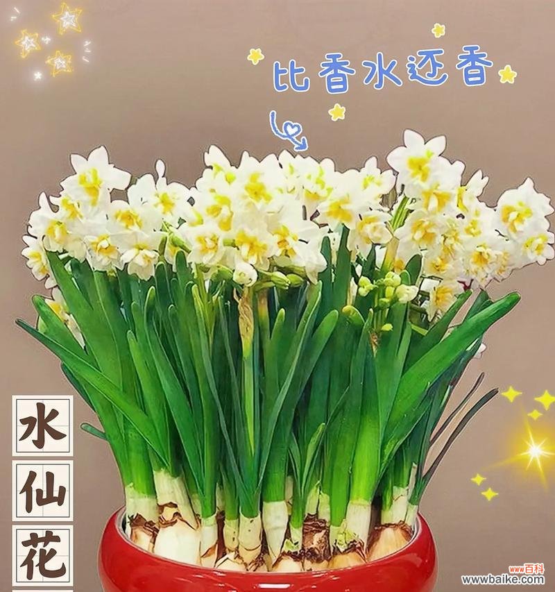 水仙花的花语寓意和象征是什么？