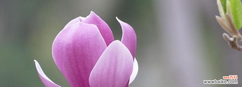 红玉兰花语代表什么含义？