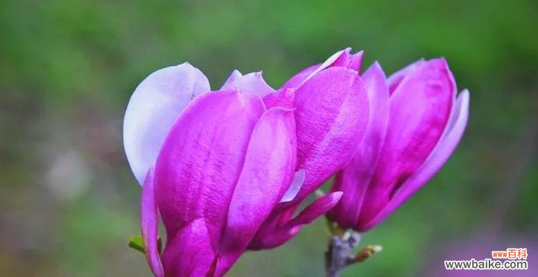 红玉兰花语代表什么含义？