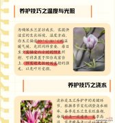 红玉兰花语代表什么含义？