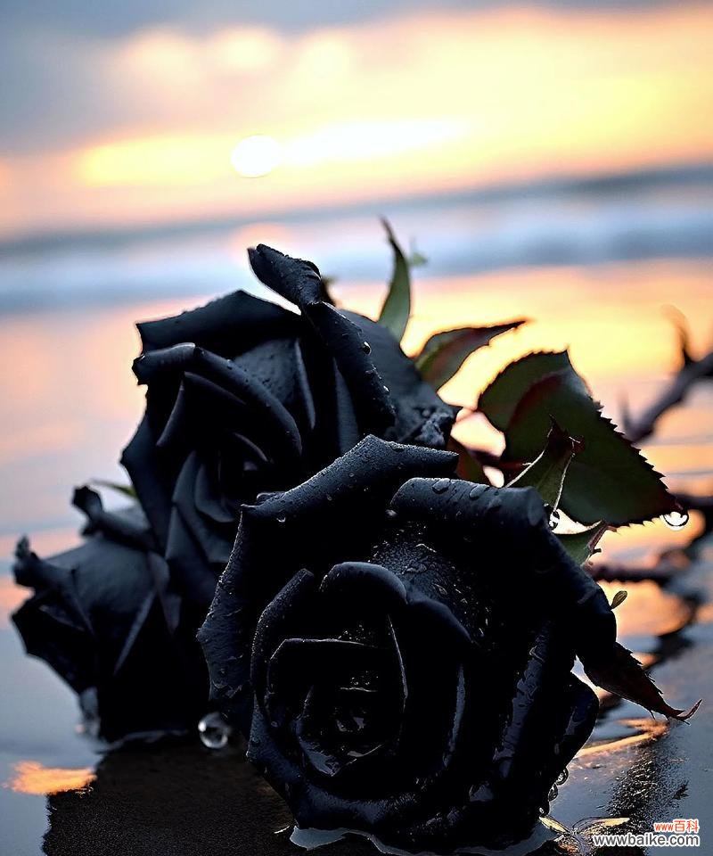 玫瑰花圈的花语有何含义?它象征着什么?