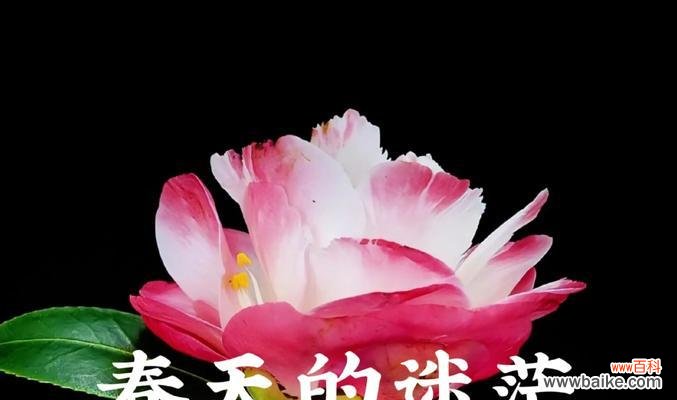 粉色山茶花的花语是什么？