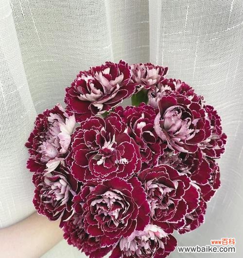 康乃馨——爱情与坚强的象征 康乃馨的象征意义及传承之美