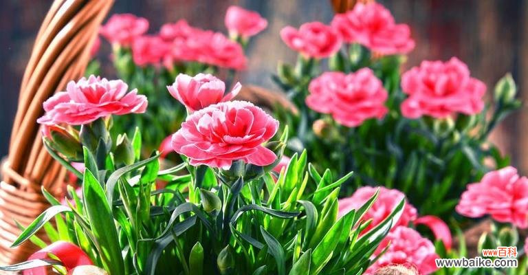 探索康乃馨数量所蕴含的情感和象征意义 康乃馨的数量与深刻寓意