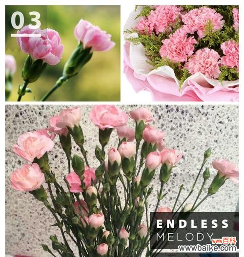 探索康乃馨数量所蕴含的情感和象征意义 康乃馨的数量与深刻寓意