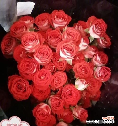 传递爱意的浪漫氛围 狂欢泡泡玫瑰花语——绽放欢乐的魔力