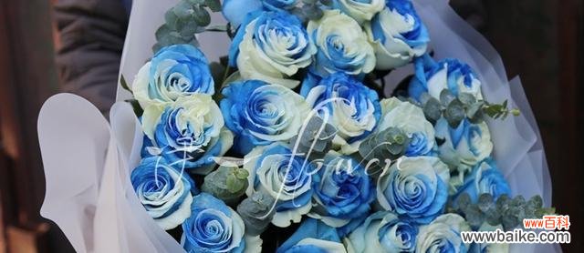 传递爱意的浪漫氛围 狂欢泡泡玫瑰花语——绽放欢乐的魔力