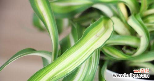 一叶承载的希望,守护生活的坚持 宽叶吊兰花语