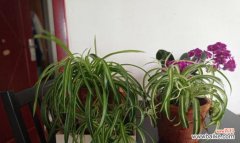 一叶承载的希望，守护生活的坚持 宽叶吊兰花语