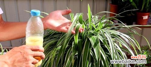 一叶承载的希望,守护生活的坚持 宽叶吊兰花语