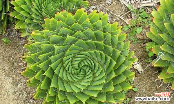 揭秘孔雀芦荟的花语与象征意义 孔雀芦荟花语