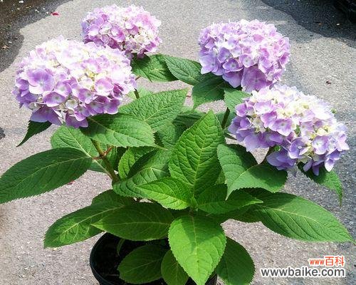 蓝边八仙花的花语和象征意义，让我们一同走进幸福的世界 追寻幸福之路——以蓝边八仙花花语为主题的探索