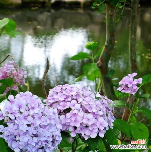 蓝边八仙花的花语和象征意义，让我们一同走进幸福的世界 追寻幸福之路——以蓝边八仙花花语为主题的探索