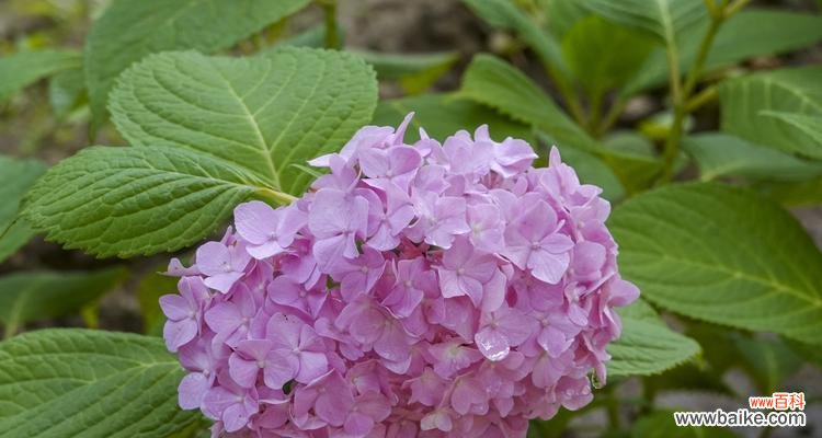 蓝边八仙花的花语和象征意义，让我们一同走进幸福的世界 追寻幸福之路——以蓝边八仙花花语为主题的探索