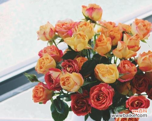 以泡泡玫瑰为媒介,传递爱与快乐的寓意 狂欢泡泡玫瑰