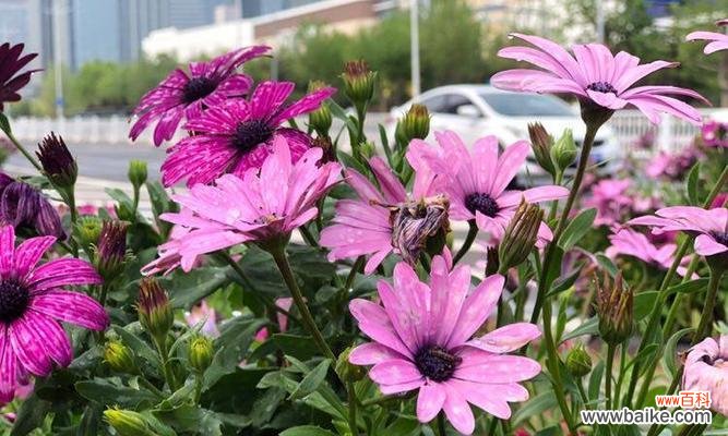 探索蓝目菊花语的内涵与象征 以蓝目菊花语的深刻寓意