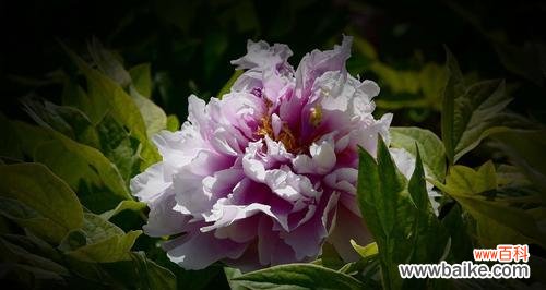 唤醒内心的力量,追逐梦想的奇迹 蓝牡丹花语