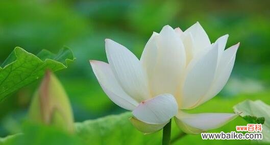 浪漫、纯洁、宁静——蓝荷花的花语探秘 蓝荷花的花语