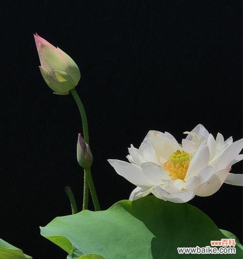 浪漫、纯洁、宁静——蓝荷花的花语探秘 蓝荷花的花语